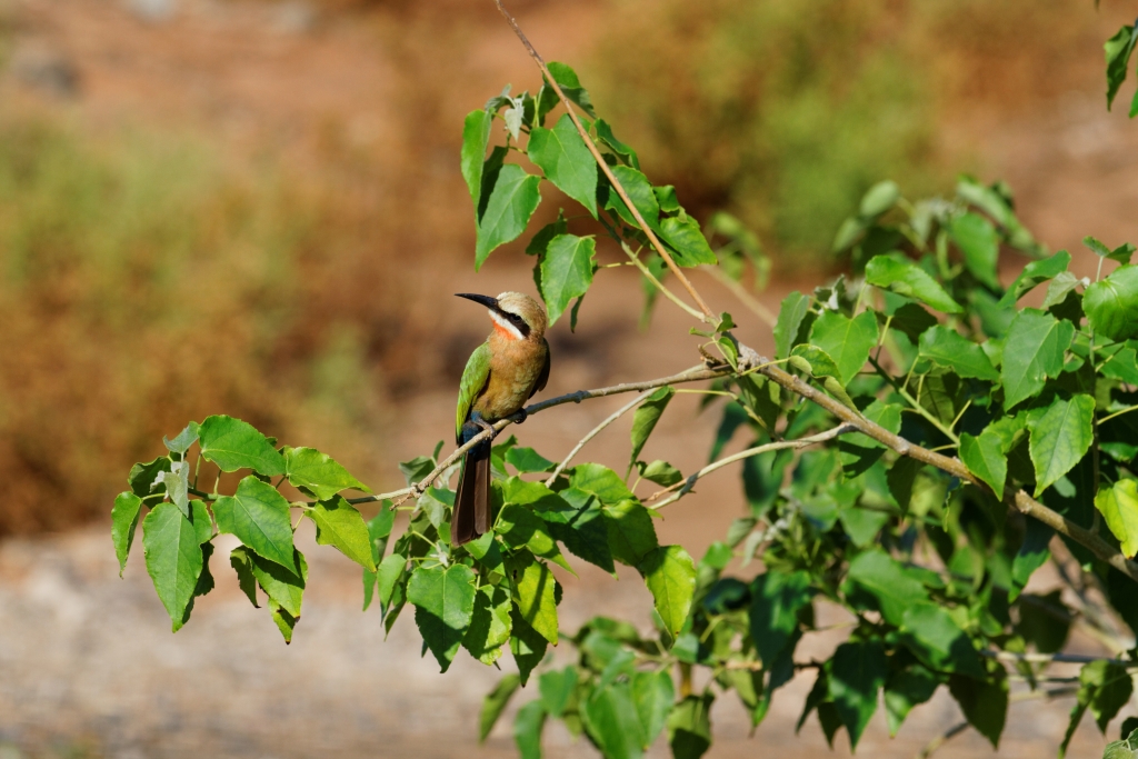 08 - Kruger NP (75)-Olive Bee-eater.jpg